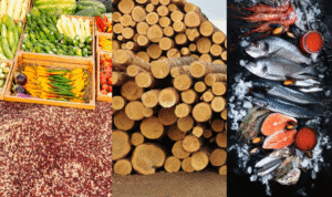 Dịch vụ xuất khẩu nông sản lâm sản thủy sản Việt Nam chất lượng cao