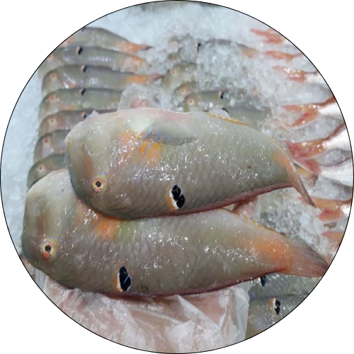 CÁ MÓ NGUYÊN CON ĐÔNG LẠNH