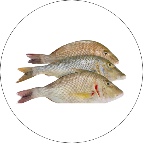 Cá gáy nguyên con đông lạnh